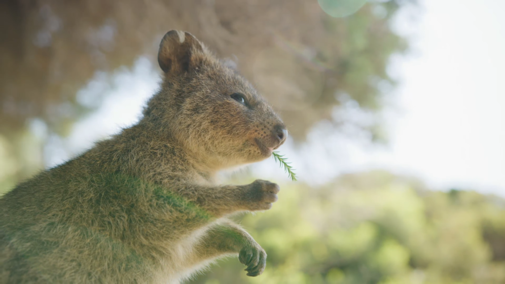 Top Islands to visit in Australia 4k - the best Travel Guide.

Rottnest island,
day trips perth,
rottnest travel vlog,
guide to rottnest island,
day trips perth,
best beaches on rottnest island,
what to do on rottnest island,
day trip to rottnest island,
guide to rottnest island,
most beautiful beaches in the world,
rottnest island guide,
How to spend a day on Rottnest Island,
Things to do on Rottnest Island,
Western Australia,
rottnest island discovery,
discovery rottnest tents,


where is Rottnest Located?,
how to reach Rottnest island?,
Are Rottnest islands part of Australia?,
what is the best island to visit?,
which island to visit in Australia?,
what is the top island to visit?,
what is the most beautiful island in the world,
top 10 islands to visit,
Red Sand Beach,
Things To Do in Rottnest Island



top 10 places in Australia,
things to do in Australia,
top 10 places to visit,
top 15 places,
Best places to visit,
Australia travel guide,
Australia most livable city,
Australia 4k,
Travel Guide,
Australia,
Christmas,

top 10 places,
tourism,




Australia, Rottnest Island, Australia travel, Rottnest Island quokkas, best beaches in Australia, Rottnest Island snorkeling, Western Australia, Rottnest Island diving, Rottnest Island ferry, Australia tourism, Rottnest Island cycling, things to do in Australia, Rottnest Island accommodation, Rottnest Island history, Australia wildlife, Rottnest Island lighthouse, Rottnest Island museum, Rottnest Island boat tours, visit Rottnest Island, Australia adventure, Rottnest Island bays, Rottnest Island tours, Australia holiday, Rottnest Island coral reefs, Australia beaches, Rottnest Island restaurants, Australia nature, Rottnest Island eco-tourism, Australia cities, Rottnest Island day trip, Australia national parks, Rottnest Island kayaking, Australia outdoors, Rottnest Island paddleboarding, Australia landmarks, Rottnest Island fishing, Australia culture, Rottnest Island quokka selfie, Australia destinations, Rottnest Island sunset, Australia Outback, Rottnest Island wildlife, Australia sightseeing, Rottnest Island marine life, Australia travel guide, Rottnest Island adventure, Australia road trip, Rottnest Island relaxing, Australia experiences, Rottnest Island swimming, Australia scenic spots, Rottnest Island hiking, Australia travel vlog, Rottnest Island beaches, Australia backpacking, Rottnest Island nature, Australia trips, Rottnest Island relaxation, Australia vacation, Rottnest Island best time to visit, Australia journey, Rottnest Island getaways, Australia beauty, Rottnest Island top attractions, Australia exploration, Rottnest Island activities, Australia tours, Rottnest Island holiday, Australia iconic spots, Rottnest Island must-see, Australia guide, Rottnest Island discovery, Australia backpacker, Rottnest Island tours, Australia travel tips, Rottnest Island ferry ride, Australia travel destinations, Rottnest Island travel, Australia top places, Rottnest Island guide, Australia nature adventures, Rottnest Island trip, Australia exploration, Rottnest Island sightseeing, Australia unique places, Rottnest Island itinerary, Australia eco-friendly, Rottnest Island vacation, Australia wonders, Rottnest Island outdoor activities, Australia islands, Rottnest Island nature trails, Australia trip ideas, Rottnest Island best views, Australia wildlife adventures, Rottnest Island beautiful spots.


what to do in Australia?,
 how to spend time in Australia?,
 10 most beautiful places to visit in Australia, 
best places to visit in Australia, amazing places to visit in Australia, why is Australia so famous?, is Australia very expensive?, how many days do you need in Australia?, why is Australia the most livable city?, why you must visit Australia?, where is Australia located in Europe?, Is Australia worth visiting?, Can I do Australia in 2 days?, What is the best month to visit Australia?, is Australia worth visiting?, top 10 places in Australia, things to do in Australia, top 10 places to visit, top 15 places, Best places to visit, Australia travel guide, most livable city, how is Australia's weather in summer?, what language is spoken in Australia?, the best Australia song, book flights to Australia, book Australia hotels, Australia travel video, why Australia tourism?, the best Australia vlog, What is Australia's history?, What does Australia look like at Christmas?, See Australia 4k by drone, how is Australia's weather in winter?, Best places to visit in Australia, Australia travel guide for first-time visitors, Top things to do in Australia, Australia food tour and culinary guide, Australia history and culture documentary, Australia public transportation tips and tricks, Australia best coffee houses and cafes, Australia day trips and excursions, Australia shopping and fashion guide, Australia Christmas markets and holiday traditions, Australia classical music and opera scene, Australia museums and art galleries guide, Australia travel vlog and daily life experiences, Australia architectural landmarks and buildings, Australia festivals and events calendar, Australia budget travel tips and cheap eats, Australia luxury travel and experiences, Australia romantic getaway ideas, Australia park and garden tours, Australia for families and kids activities, Australia historic palaces and castles tour, Australia nightlife and entertainment guide, Australia bike tours and outdoor activities, Australia summer travel tips and itineraries






