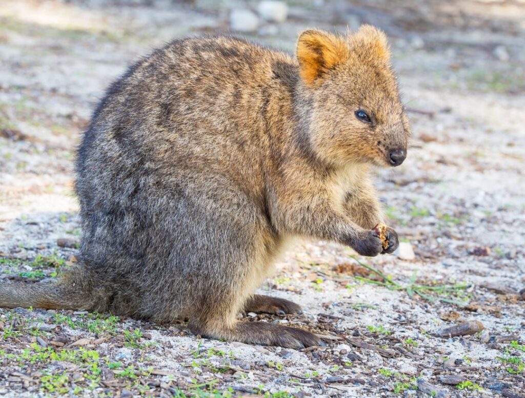 Top Islands to visit in Australia 4k - the best Travel Guide.

Rottnest island,
day trips perth,
rottnest travel vlog,
guide to rottnest island,
day trips perth,
best beaches on rottnest island,
what to do on rottnest island,
day trip to rottnest island,
guide to rottnest island,
most beautiful beaches in the world,
rottnest island guide,
How to spend a day on Rottnest Island,
Things to do on Rottnest Island,
Western Australia,
rottnest island discovery,
discovery rottnest tents,


where is Rottnest Located?,
how to reach Rottnest island?,
Are Rottnest islands part of Australia?,
what is the best island to visit?,
which island to visit in Australia?,
what is the top island to visit?,
what is the most beautiful island in the world,
top 10 islands to visit,
Red Sand Beach,
Things To Do in Rottnest Island



top 10 places in Australia,
things to do in Australia,
top 10 places to visit,
top 15 places,
Best places to visit,
Australia travel guide,
Australia most livable city,
Australia 4k,
Travel Guide,
Australia,
Christmas,

top 10 places,
tourism,




Australia, Rottnest Island, Australia travel, Rottnest Island quokkas, best beaches in Australia, Rottnest Island snorkeling, Western Australia, Rottnest Island diving, Rottnest Island ferry, Australia tourism, Rottnest Island cycling, things to do in Australia, Rottnest Island accommodation, Rottnest Island history, Australia wildlife, Rottnest Island lighthouse, Rottnest Island museum, Rottnest Island boat tours, visit Rottnest Island, Australia adventure, Rottnest Island bays, Rottnest Island tours, Australia holiday, Rottnest Island coral reefs, Australia beaches, Rottnest Island restaurants, Australia nature, Rottnest Island eco-tourism, Australia cities, Rottnest Island day trip, Australia national parks, Rottnest Island kayaking, Australia outdoors, Rottnest Island paddleboarding, Australia landmarks, Rottnest Island fishing, Australia culture, Rottnest Island quokka selfie, Australia destinations, Rottnest Island sunset, Australia Outback, Rottnest Island wildlife, Australia sightseeing, Rottnest Island marine life, Australia travel guide, Rottnest Island adventure, Australia road trip, Rottnest Island relaxing, Australia experiences, Rottnest Island swimming, Australia scenic spots, Rottnest Island hiking, Australia travel vlog, Rottnest Island beaches, Australia backpacking, Rottnest Island nature, Australia trips, Rottnest Island relaxation, Australia vacation, Rottnest Island best time to visit, Australia journey, Rottnest Island getaways, Australia beauty, Rottnest Island top attractions, Australia exploration, Rottnest Island activities, Australia tours, Rottnest Island holiday, Australia iconic spots, Rottnest Island must-see, Australia guide, Rottnest Island discovery, Australia backpacker, Rottnest Island tours, Australia travel tips, Rottnest Island ferry ride, Australia travel destinations, Rottnest Island travel, Australia top places, Rottnest Island guide, Australia nature adventures, Rottnest Island trip, Australia exploration, Rottnest Island sightseeing, Australia unique places, Rottnest Island itinerary, Australia eco-friendly, Rottnest Island vacation, Australia wonders, Rottnest Island outdoor activities, Australia islands, Rottnest Island nature trails, Australia trip ideas, Rottnest Island best views, Australia wildlife adventures, Rottnest Island beautiful spots.


what to do in Australia?,
 how to spend time in Australia?,
 10 most beautiful places to visit in Australia, 
best places to visit in Australia, amazing places to visit in Australia, why is Australia so famous?, is Australia very expensive?, how many days do you need in Australia?, why is Australia the most livable city?, why you must visit Australia?, where is Australia located in Europe?, Is Australia worth visiting?, Can I do Australia in 2 days?, What is the best month to visit Australia?, is Australia worth visiting?, top 10 places in Australia, things to do in Australia, top 10 places to visit, top 15 places, Best places to visit, Australia travel guide, most livable city, how is Australia's weather in summer?, what language is spoken in Australia?, the best Australia song, book flights to Australia, book Australia hotels, Australia travel video, why Australia tourism?, the best Australia vlog, What is Australia's history?, What does Australia look like at Christmas?, See Australia 4k by drone, how is Australia's weather in winter?, Best places to visit in Australia, Australia travel guide for first-time visitors, Top things to do in Australia, Australia food tour and culinary guide, Australia history and culture documentary, Australia public transportation tips and tricks, Australia best coffee houses and cafes, Australia day trips and excursions, Australia shopping and fashion guide, Australia Christmas markets and holiday traditions, Australia classical music and opera scene, Australia museums and art galleries guide, Australia travel vlog and daily life experiences, Australia architectural landmarks and buildings, Australia festivals and events calendar, Australia budget travel tips and cheap eats, Australia luxury travel and experiences, Australia romantic getaway ideas, Australia park and garden tours, Australia for families and kids activities, Australia historic palaces and castles tour, Australia nightlife and entertainment guide, Australia bike tours and outdoor activities, Australia summer travel tips and itineraries






