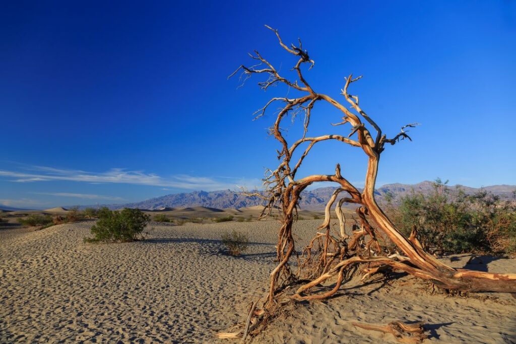 Amazing Valley in California USA Death Valley the best Travel Guide.


USA, California, travel, tourism, Los Angeles, San Francisco, New York City, Grand Canyon, Statue of Liberty, Golden Gate Bridge, Yosemite National Park, Yellowstone National Park, New Orleans, Washington D.C., Hollywood, theme parks, Disneyland, Universal Studios, national parks, beaches, Pacific Coast Highway, Route 66, road trip, outdoor activities, hiking, camping, museums, art galleries, food culture, New York pizza, Southern barbecue, seafood, Napa Valley, wine tasting, Big Sur, Alcatraz Island, family vacation, adventure, relaxation, iconic landmarks, vibrant cities, cultural diversity, shopping, nightlife, Broadway, music festivals, festivals, sports events, ski resorts, summer vacation, winter vacation, coastal towns, desert landscapes, luxury hotels, budget travel, road trips, travel tips, travel guides, travel vlog, travel channel, must-see attractions, best destinations, travel ideas, travel inspiration, travel itinerary, travel planner, travel hacks, travel deals, USA attractions, California attractions, American road trip, American cuisine, USA landmarks, California landmarks, USA nature, California nature, USA beaches, California beaches, USA cities, California cities, California road trip, USA family vacation, California family vacation, USA travel guide, California travel guide, USA outdoor adventure, California outdoor adventure, USA cultural experiences, California cultural experiences, USA wine country, California wine country.

Best places to visit in California,  
California travel guide for first-time visitors,  
Top things to do in California,  
Hidden gems in California USA,  
California food tour and culinary guide,  
California history and culture documentary,  
California public transportation tips and tricks,  
California best coffee houses and cafes,  
California day trips and excursions,  
California shopping and fashion guide,  
California Christmas markets and holiday traditions,  
California classical music and opera scene,  
California museums and art galleries guide,  
California travel vlog and daily life experiences,  
California architectural landmarks and buildings,  
California festivals and events calendar,  
California budget travel tips and cheap eats,  
California luxury travel and experiences,  
California romantic getaway ideas,  
California park and garden tours,  
California for families and kids activities,  
California historic palaces and castles tour,  
California nightlife and entertainment guide,  
California bike tours and outdoor activities,  
California summer travel tips and itineraries,  
What to do in California?,  
How to spend time in California?,  
10 most beautiful places to visit in California,  
Best places to visit in California,  
Amazing places to visit in California,  
Why is California so famous?,  
Is California very expensive?,  
How many days do you need in California?,  
Why is California the most liveable city?,  
Why you must visit California?,  
Where is California located in USA?,  
Is California worth visiting?,  
Can I do California in 2 days?,  
What is the best month to visit California?,  
Top 10 places in California,  
Things to do in California,  
Top 10 places to visit,  
Top 15 places,  
Best places to visit,  
California travel guide,  
Most livable city,  
How is California weather in summer?,  
What language is spoken in California?,  
The best California song,  
Book flights to California,  
Book California hotels,  
California travel video,  
Why California tourism?,  
The best California vlog,  
What is California's history?,  
What does California look like at Christmas?,  
See California 4k by drone,  
How is California weather in winter?,  
Best places to visit in California,  
California travel guide for first-time visitors,  
Top things to do in California,  
Hidden gems in California USA,  
California food tour and culinary guide,  
California history and culture documentary,  
California public transportation tips and tricks,  
California best coffee houses and cafes,  
California day trips and excursions,  
California shopping and fashion guide,  
California Christmas markets and holiday traditions,  
California classical music and opera scene,  
California museums and art galleries guide,  
California travel vlog and daily life experiences,  
California architectural landmarks and buildings,  
California festivals and events calendar,  
California budget travel tips and cheap eats,  
California luxury travel and experiences,  
California romantic getaway ideas,  
California park and garden tours,  
California for families and kids activities,  
California historic palaces and castles tour,  
California nightlife and entertainment guide,  
California bike tours and outdoor activities,  
California summer travel tips and itineraries,  
California 4k,  
Travel Guide,  
California USA,  
Christmas,  
Top 10 places,  
Tourism,
